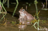 Rugstreeppad (Bufo calamita