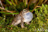 Rugstreeppad (Bufo calamita