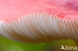 Brittlegill (Russula spec.)