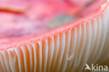 Brittlegill (Russula spec.)