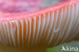 Brittlegill (Russula spec.)