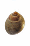Rough Winkle (Littorina saxatilis)