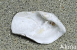 Oval Piddock (Zirfaea crispata)