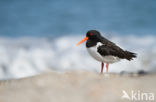 Scholekster (Haematopus ostralegus)