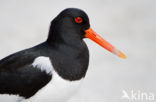 Scholekster (Haematopus ostralegus)