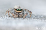 Jumping Spider (Marpissa muscosa)