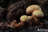 Schubbige bundelzwam (Pholiota squarrosa)