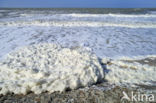 foam-algae (Phaeocystis sp)