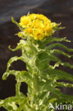 Marsh Ragwort (Senecio congestus)