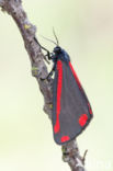 The Cinnabar (Tyria jacobaeae)