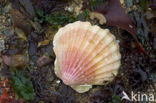 Mediterranean scallop (Pecten jacobeus)