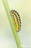 Six-spot Burnet (Zygaena filipendulae)