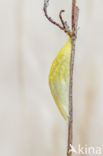 Six-spot Burnet (Zygaena filipendulae)