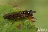 Slank Platvoetje (Platycheirus angustatus)