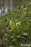 Oxlip (Primula elatior)