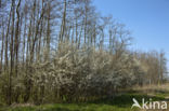 Sloe