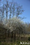 Sleedoorn (Prunus spinosa)
