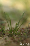 Mudwort (Limosella aquatica)