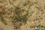 Slijkgroen (Limosella aquatica)