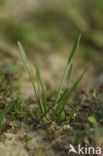 Mudwort (Limosella aquatica)