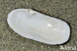 narrow otter shell (Lutraria angustior)