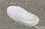 narrow otter shell (Lutraria angustior)