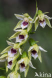 Smallippige wespenorchis (Epipactis leptochila)