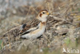 Snow Bunting (Plectrophenax nivalis)