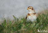 Snow Bunting (Plectrophenax nivalis)