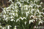 Sneeuwklokje (Galanthus spec.)