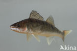 Snoekbaars (Sander lucioperca