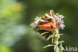 Jersey Tiger (Euplagia quadripunctaria)