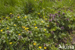 Lesser Celandine (Ranunculus ficaria)