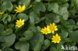 Lesser Celandine (Ranunculus ficaria)