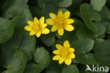 Lesser Celandine (Ranunculus ficaria)