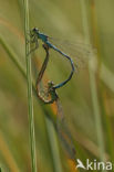 Speerwaterjuffer (Coenagrion hastulatum)