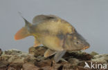 Spiegelkarper (Cyprinus carpio carpio)