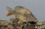 Spiegelkarper (Cyprinus carpio carpio)