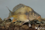 Cyprinus carpio carpio