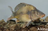 Spiegelkarper (Cyprinus carpio carpio)