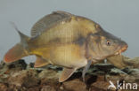 Cyprinus carpio carpio