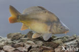 Spiegelkarper (Cyprinus carpio carpio)