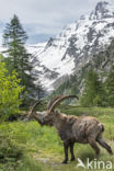 Ibex (Capra ibex)