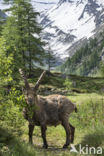 Steenbok (Capra ibex)