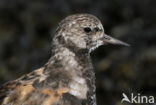 Steenloper (Arenaria interpres)