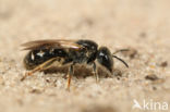 Steilrandgroefbij (Lasioglossum quadrinotatulum)