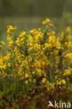 Stekelbrem (Genista anglica)