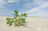 Stekend loogkruid (Salsola kali subsp. kali)