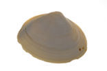 Stevige strandschelp (Spisula solida)