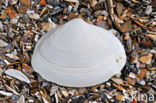 Thick Trough-shell (Spisula solida)